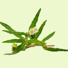 Cargar imagen en el visor de la galería, Bhringaraj