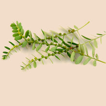 Cargar imagen en el visor de la galería, Bhumyamalaki