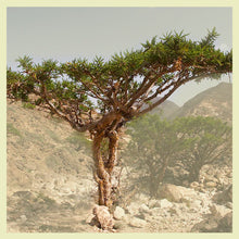 Cargar imagen en el visor de la galería, Boswellia