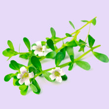 Cargar imagen en el visor de la galería, Brahmi