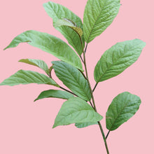 Cargar imagen en el visor de la galería, Vidanga