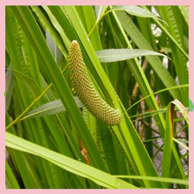 Cargar imagen en el visor de la galería, Calamus