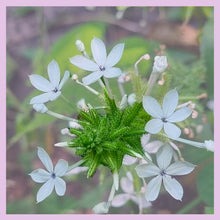 Cargar imagen en el visor de la galería, Chitrak