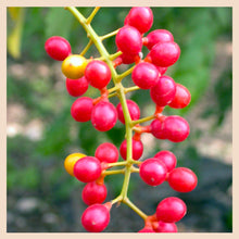 Cargar imagen en el visor de la galería, Guduchi