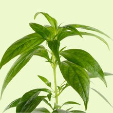 Cargar imagen en el visor de la galería, Kalmeg