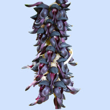 Cargar imagen en el visor de la galería, Kapikachhu