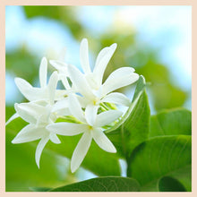 Cargar imagen en el visor de la galería, Kutaj