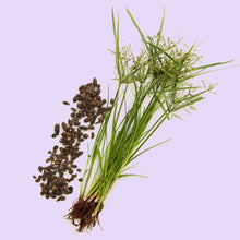 Cargar imagen en el visor de la galería, Musta