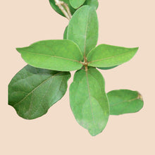 Cargar imagen en el visor de la galería, Shardunika