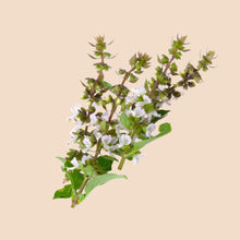 Cargar imagen en el visor de la galería, Tulsi